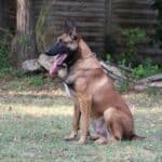 Family and Personal Protection Dog- Malinois- SCOTT