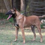 Family and Personal Protection Dog- Malinois- SCOTT