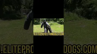 Elite Protection Dogs-Off leash Control-Bite Work