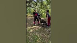 Personal Protection Dog defending his owner