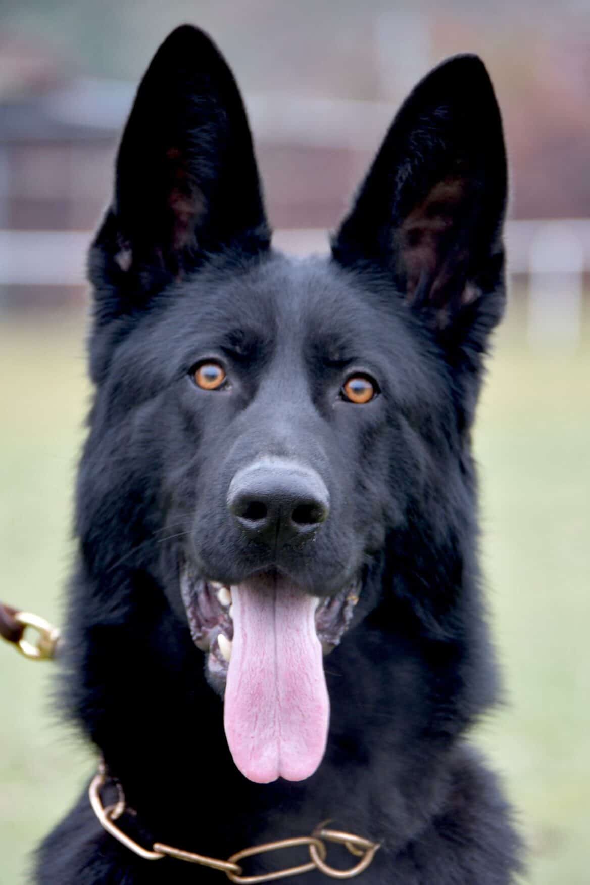 Dogs – Personal Protection Dogs For Sale – Elite Protection Dogs