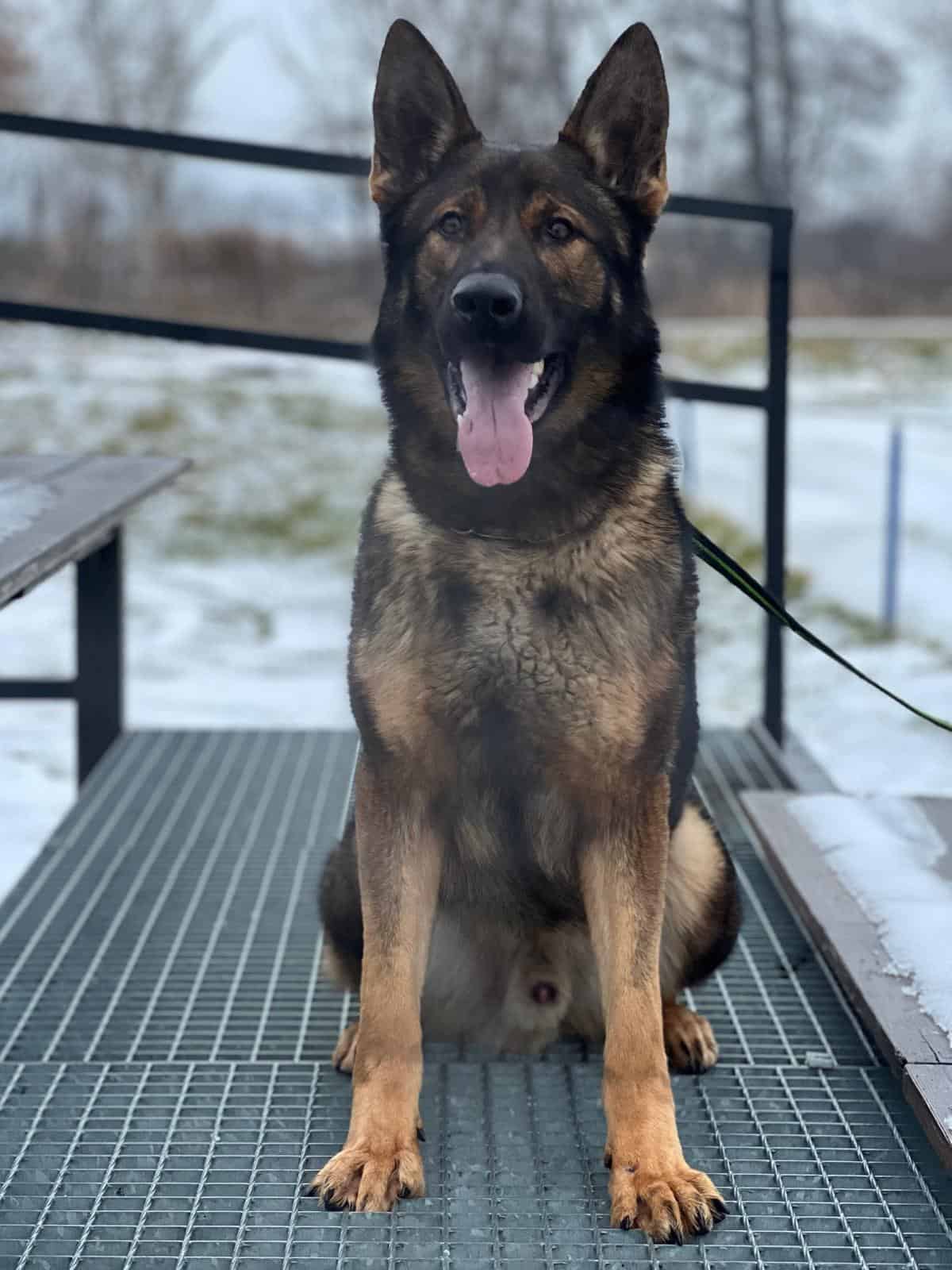 Elite Family and Personal Protection Dog-ROCKY