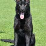 Family and Personal Protection Dog