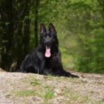 Family and Personal Protection Dog
