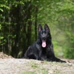 Family and Personal Protection Dog