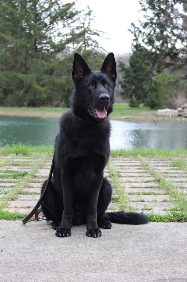 Elite Family and Personal Protection Dogs