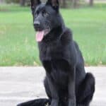 Elite Family and Personal Protection Dog- SIDO