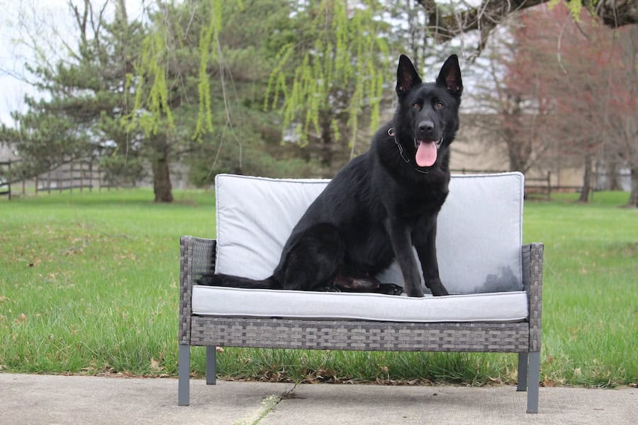 Elite Family and Personal Protection Dogs