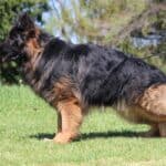 Family and Personal Protection Dog MARCO