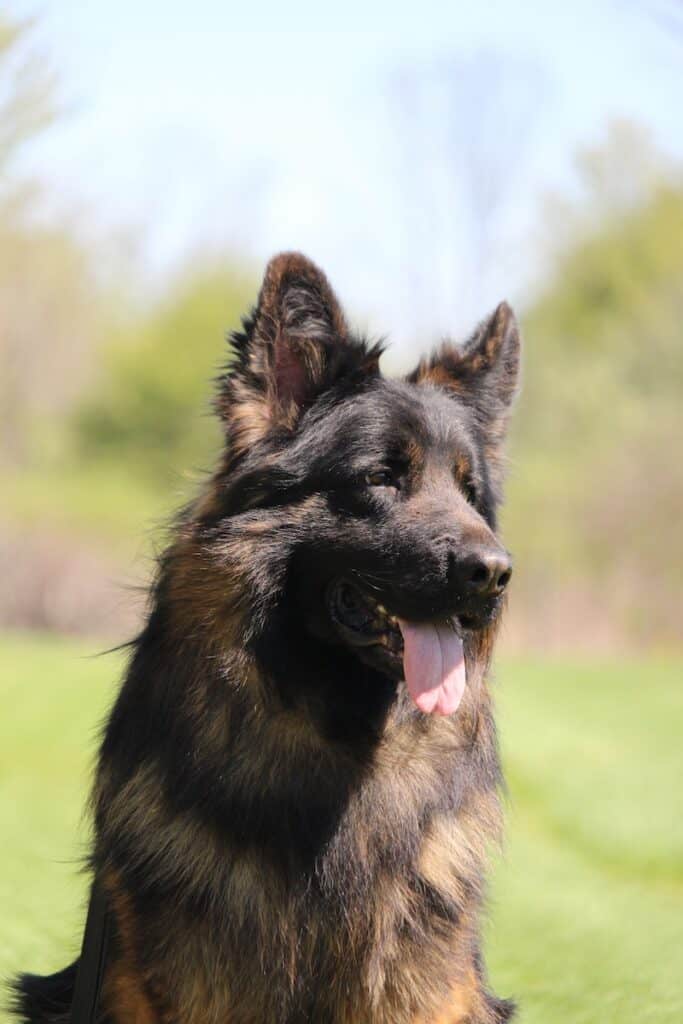 Elite Family and Personal Protection Dogs