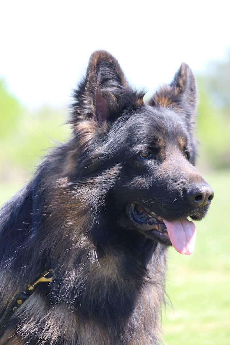 Family and Personal Protection Dog MARCO