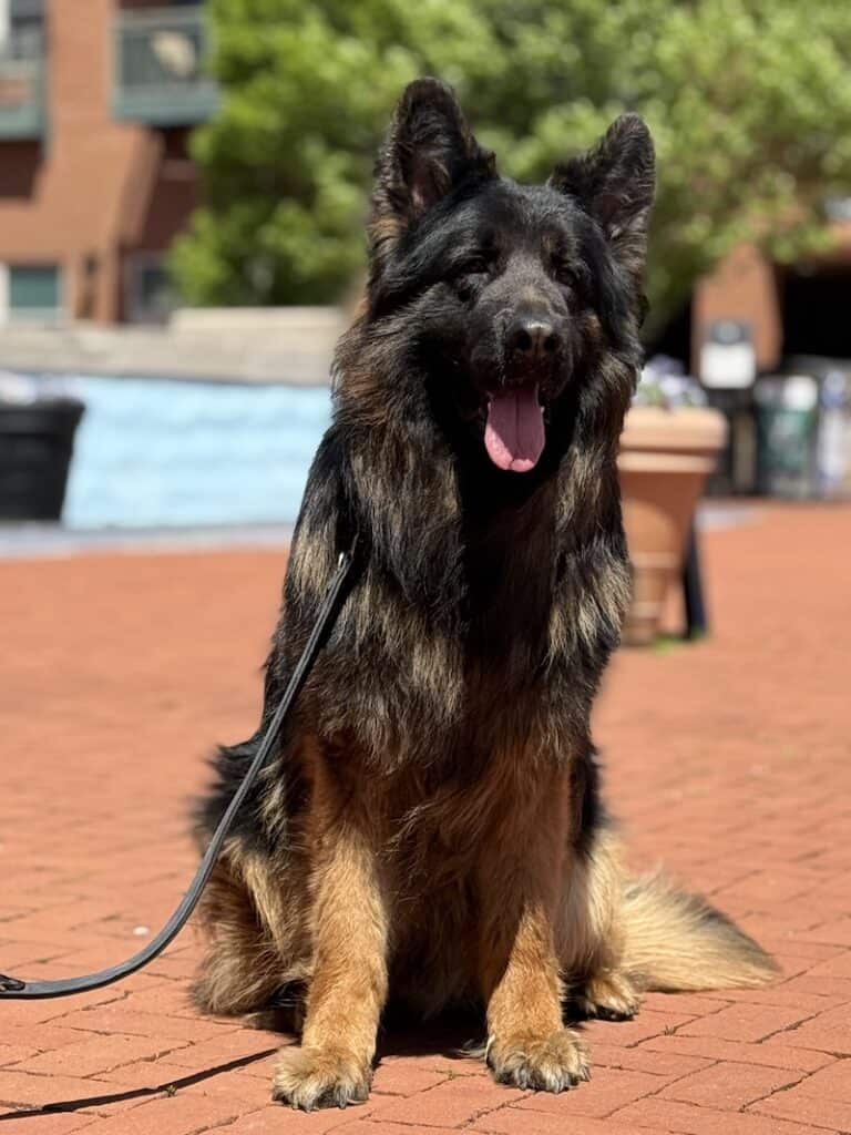Elite Family and Personal Protection Dogs