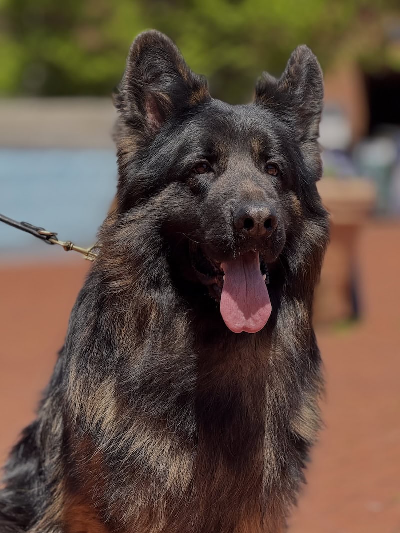 Family and Personal Protection Dog MARCO