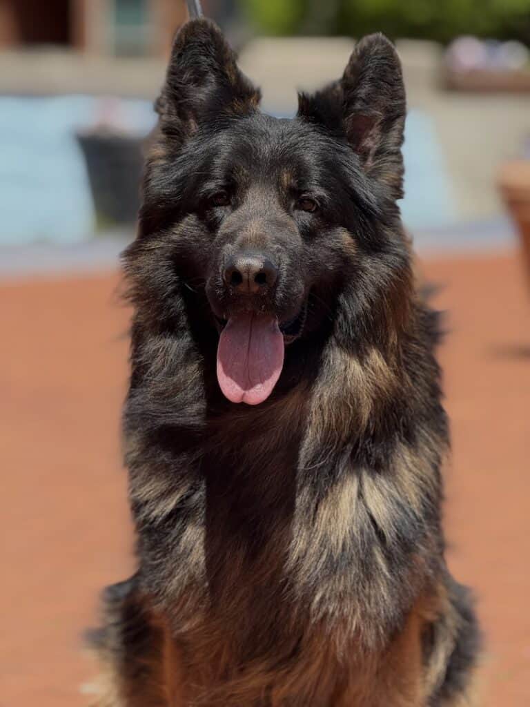 Family and Personal Protection Dog MARCO