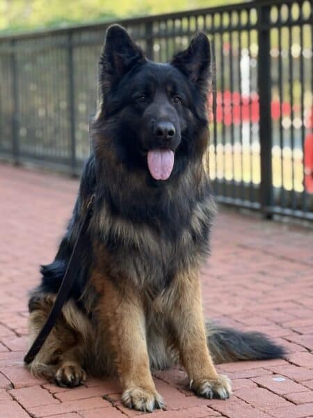 Family and Personal Protection Dog MARCO