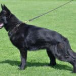 Family and Personal Protection Dog