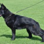 Family and Personal Protection Dog