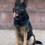Personal Protection Dog German Shepherd for sale- WULK