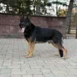 Personal Protection Dog German Shepherd for sale- WULK