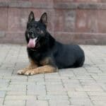 Personal Protection Dog German Shepherd for sale- WULK