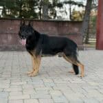 Personal Protection Dog German Shepherd for sale- WULK