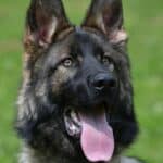 Family and Personal Protection Dog-HARDY