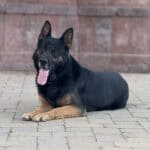 Personal Protection Dog German Shepherd for sale- WULK