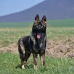 Family and Personal Protection Dog-HARDY