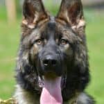 Family and Personal Protection Dog-HARDY