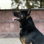 Personal Protection Dog German Shepherd for sale- WULK