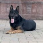 Personal Protection Dog German Shepherd for sale- WULK