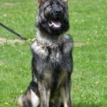 Family and Personal Protection Dog-HARDY