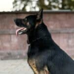 Personal Protection Dog German Shepherd for sale- WULK