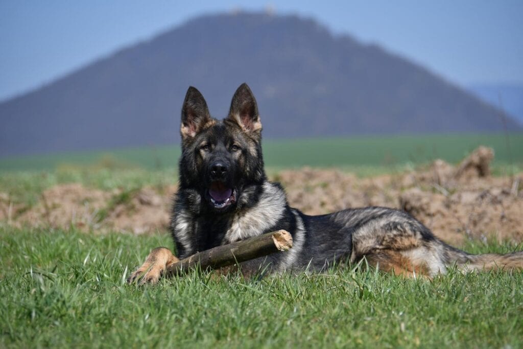 Elite Family and Personal Protection Dogs