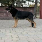 Personal Protection Dog German Shepherd for sale- WULK