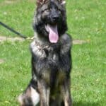Family and Personal Protection Dog-HARDY