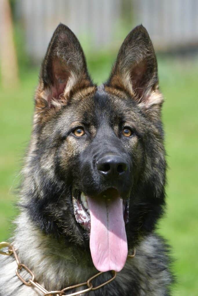 Family and Personal Protection Dog-HARDY