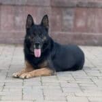 Personal Protection Dog German Shepherd for sale- WULK