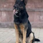 Personal Protection Dog German Shepherd for sale- WULK
