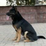Personal Protection Dog German Shepherd for sale- WULK