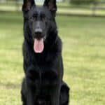 Family and Personal Protection Dog-NOLEN