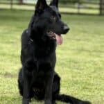 Family and Personal Protection Dog-NOLEN