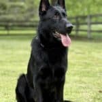 Family and Personal Protection Dog-NOLEN