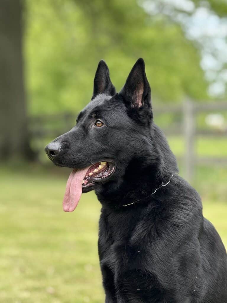 Family and Personal Protection Dog-NOLEN