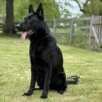 Family and Personal Protection Dog-NOLEN