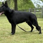 Family and Personal Protection Dog-NOLEN