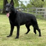 Family and Personal Protection Dog-NOLEN