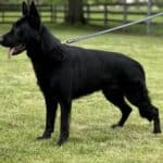 Family and Personal Protection Dog-NOLEN