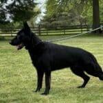 Family and Personal Protection Dog-NOLEN