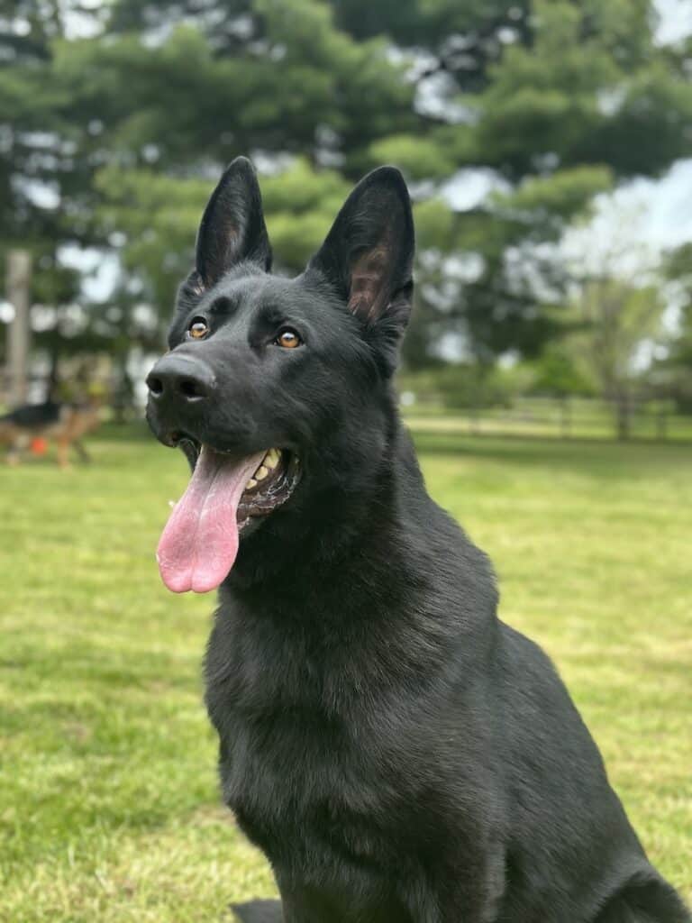 Family and Personal Protection Dog-SHERIFF